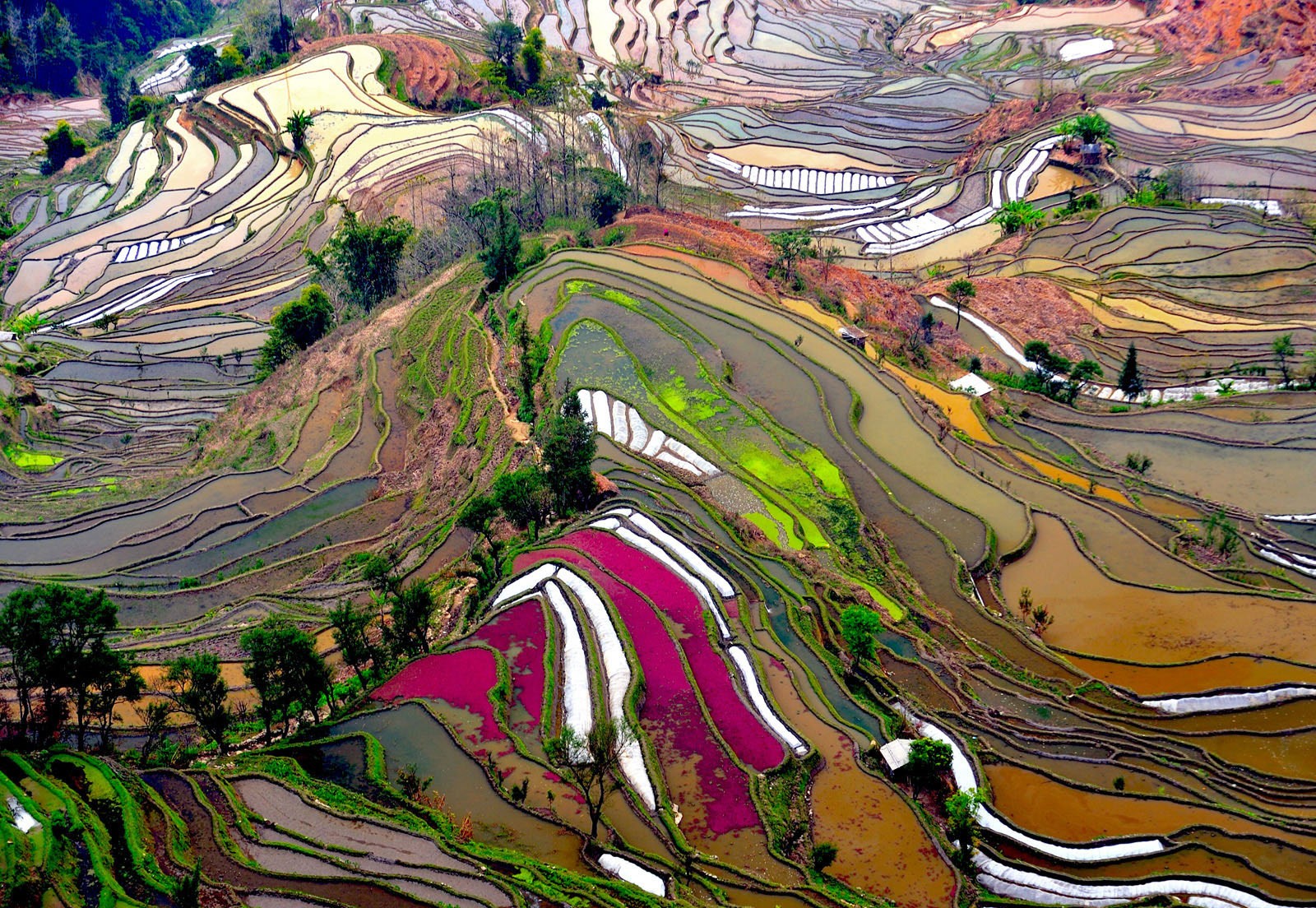 рисовые поля Китая